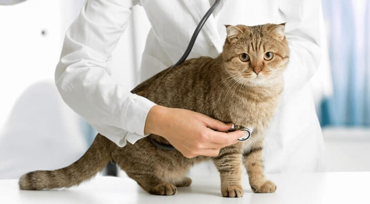 gato no veterinario.jpg